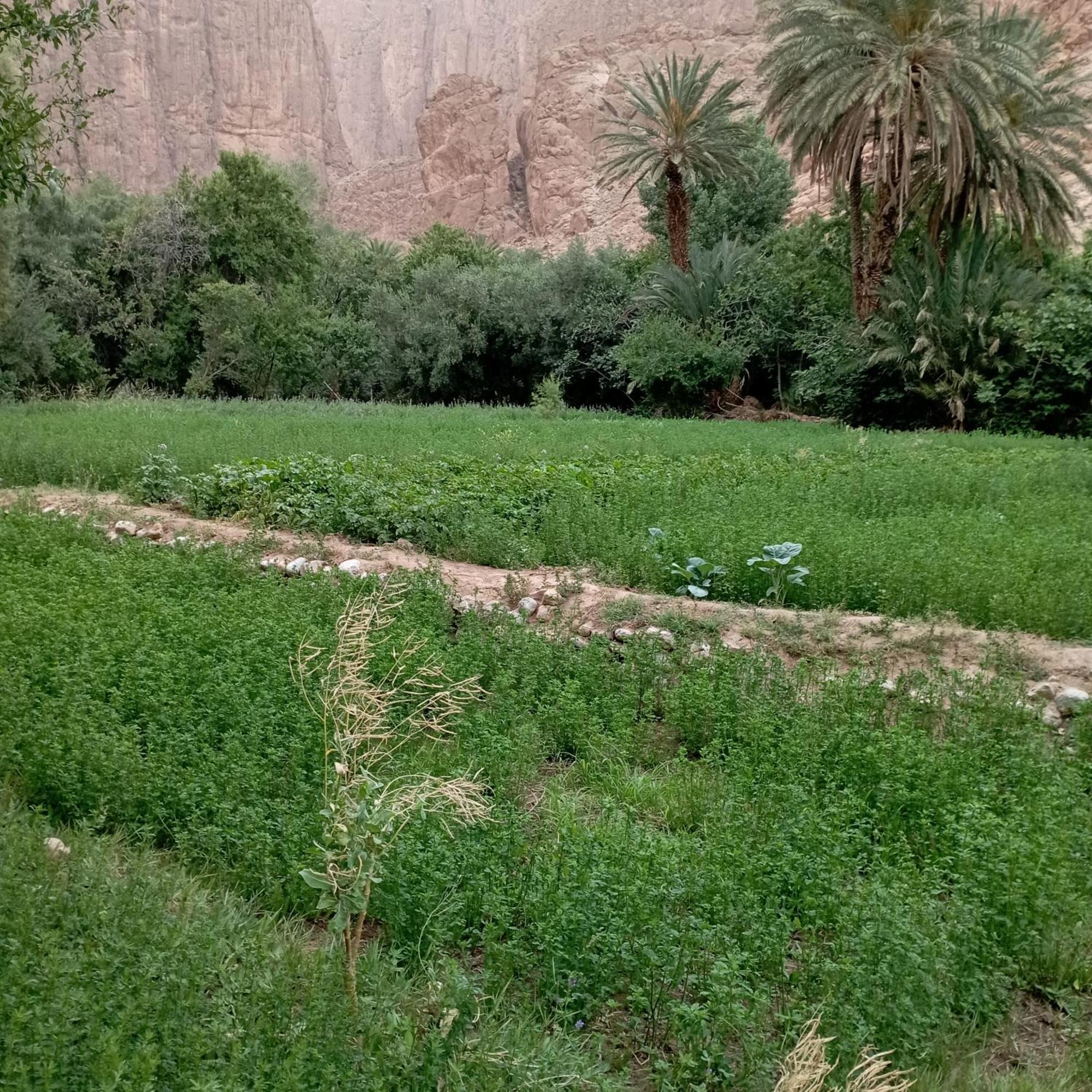 Riad La Fleur Aït Baha Zimmer foto